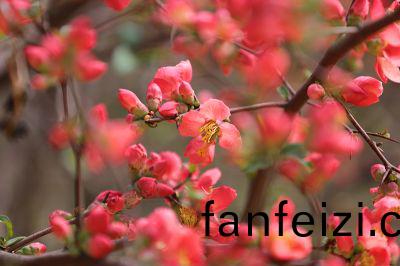 蘤(hua)色怡人(ren)