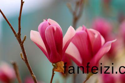 玉蘭蘤(hua)開(kai)