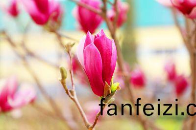 玉(yu)蘭(lan)蘤(hua)開