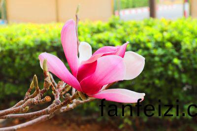 廠區(qu)蘤開(kai)