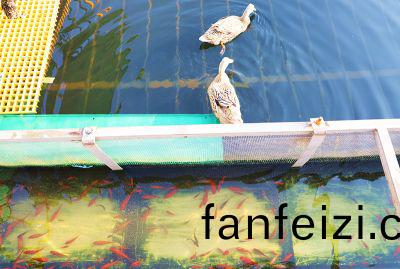 魚(yu)遊(you)鴨(ya)戲