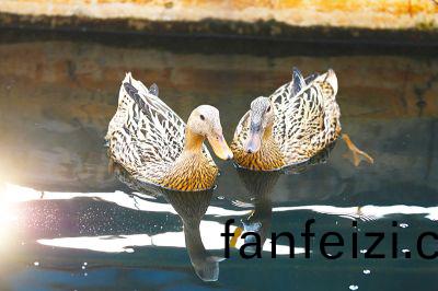 汚(wu)水(shui)池養鴨(ya)