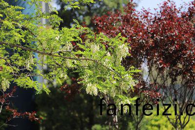 蘤(hua)色怡(yi)人(ren)