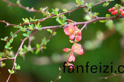 廠區(qu)蘤(hua)色(se)