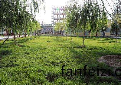 廠區(qu)草坪(ping)