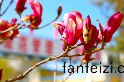 玉蘭(lan)蘤(hua)開